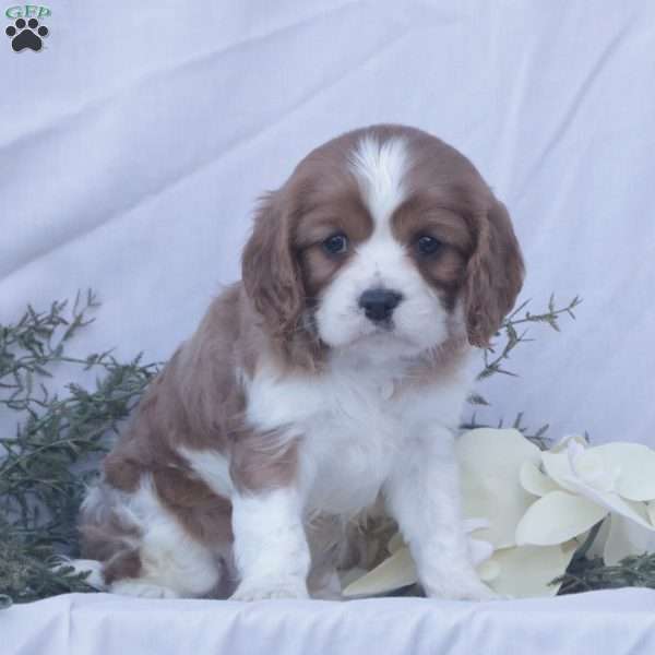 Flame, Cavalier King Charles Spaniel Puppy